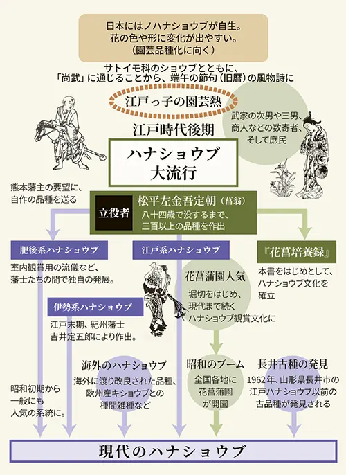 ハナショウブ