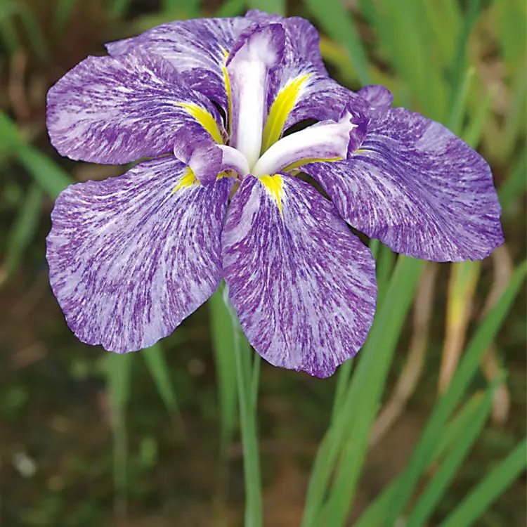 七小町