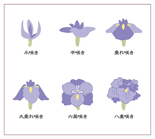 花形（花容）の違い