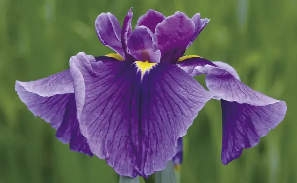 花菖蒲