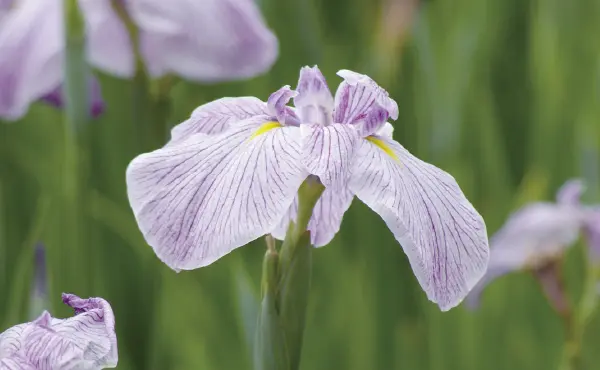 花菖蒲