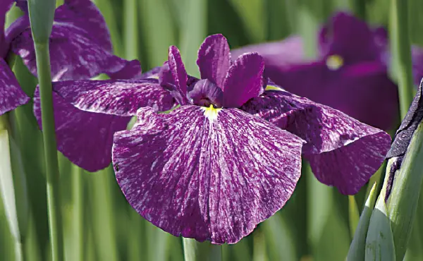 花菖蒲