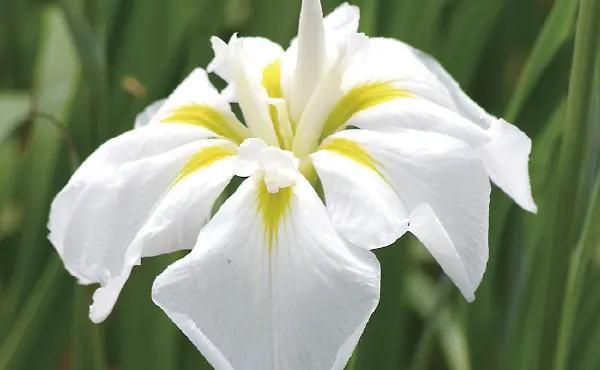 花菖蒲