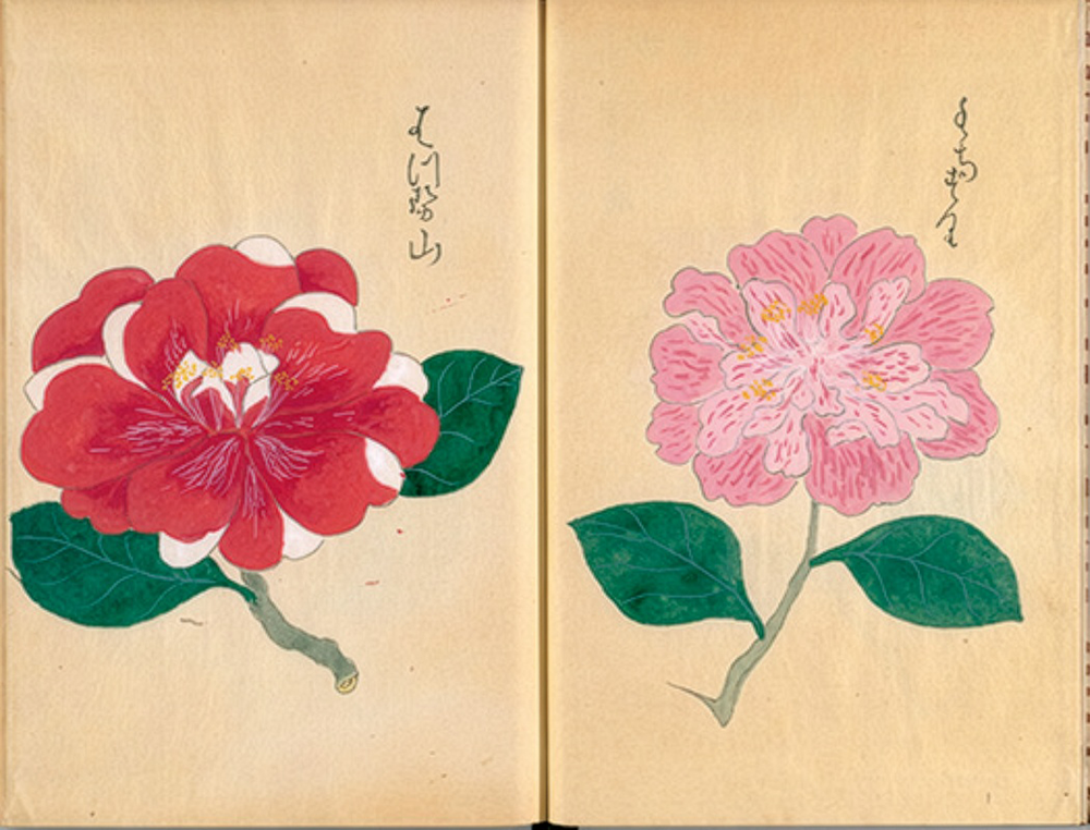 古典植物画