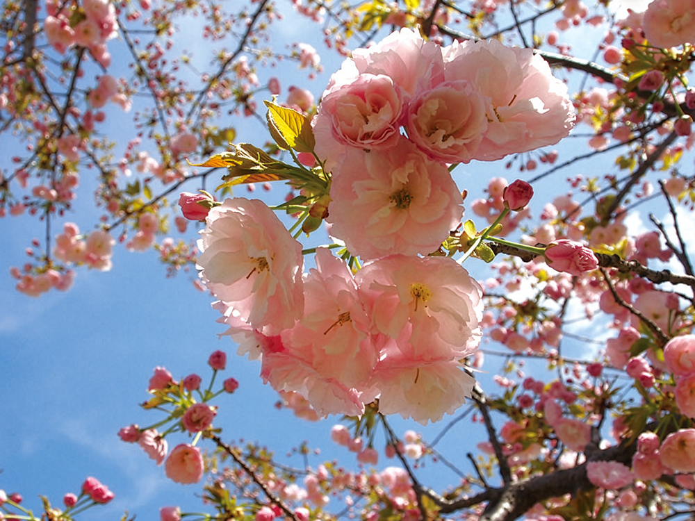 桜