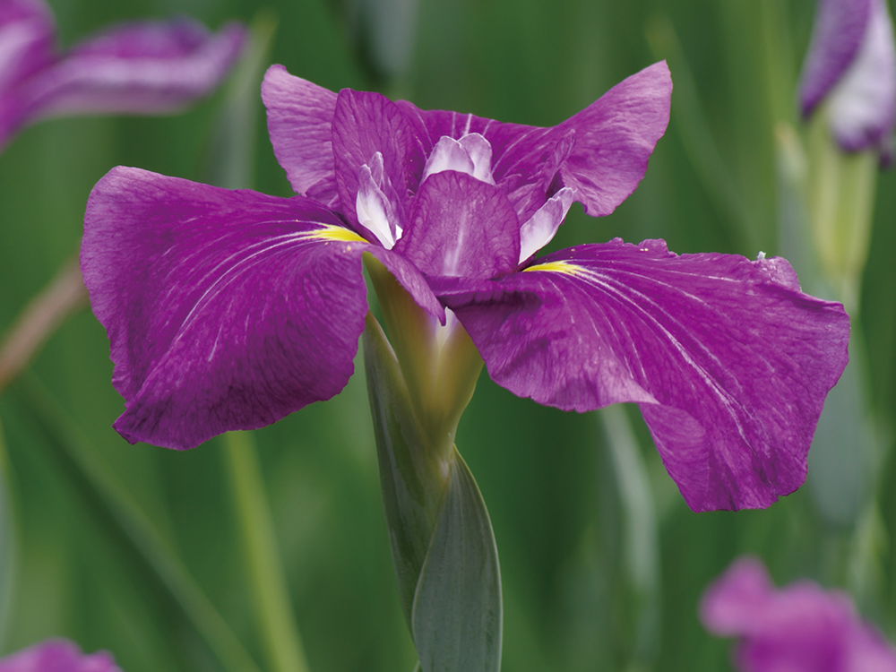花菖蒲