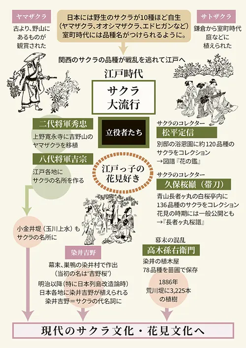 サクラ