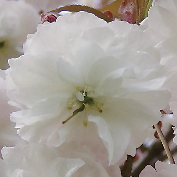 八重咲き