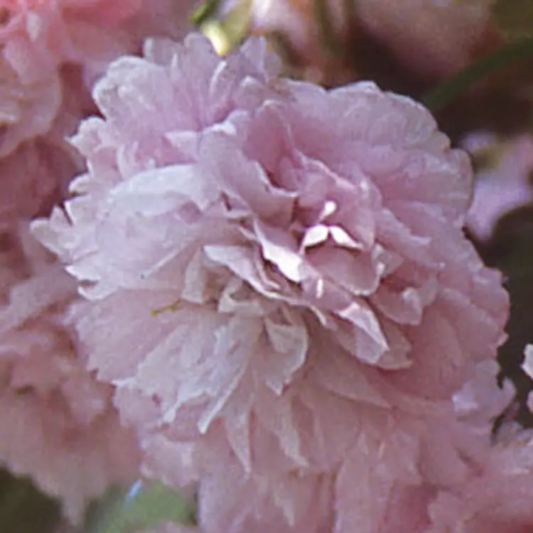 菊咲き