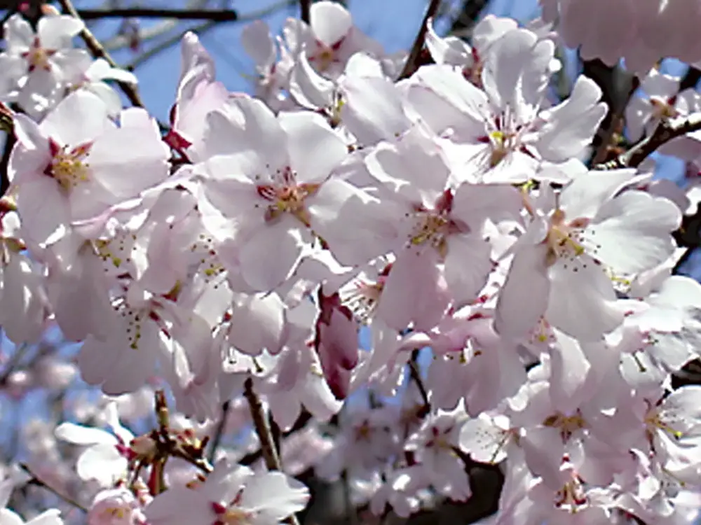 小彼岸桜