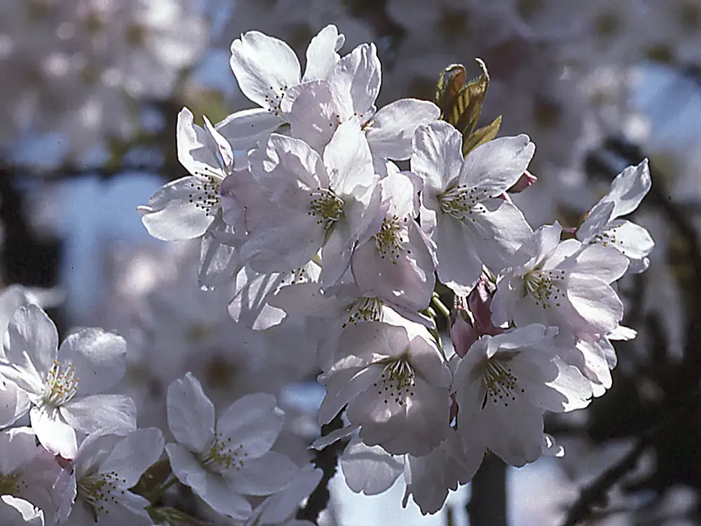 小金井薄紅桜