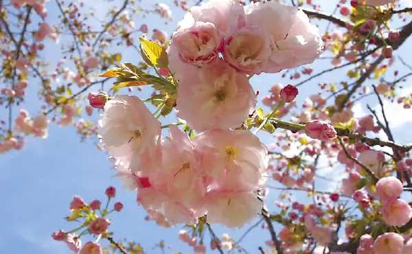 桜