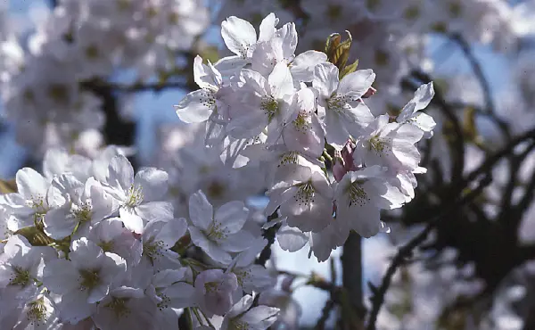 桜