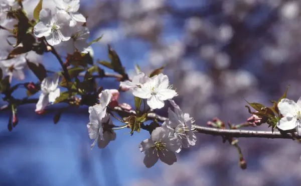 桜