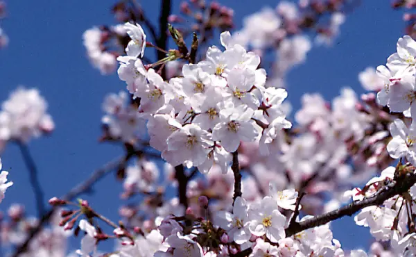 桜