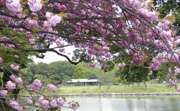 桜