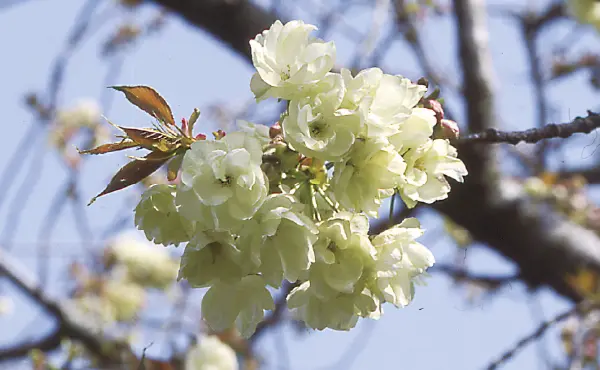 桜