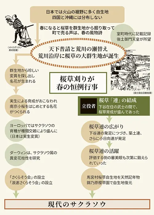 サクラソウ