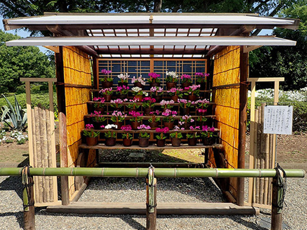 華やかなサクラソウ展示