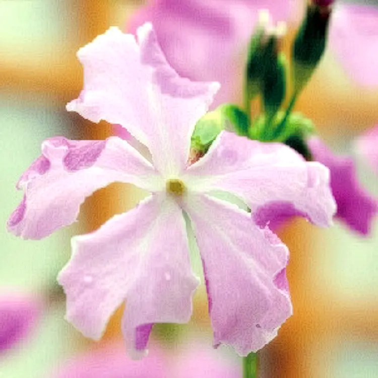 月の宴
