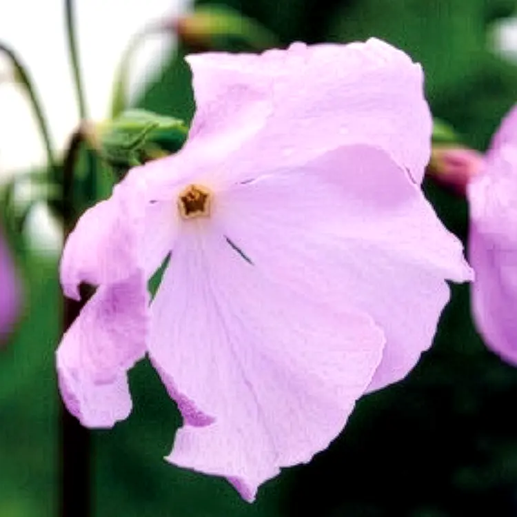 花筐
