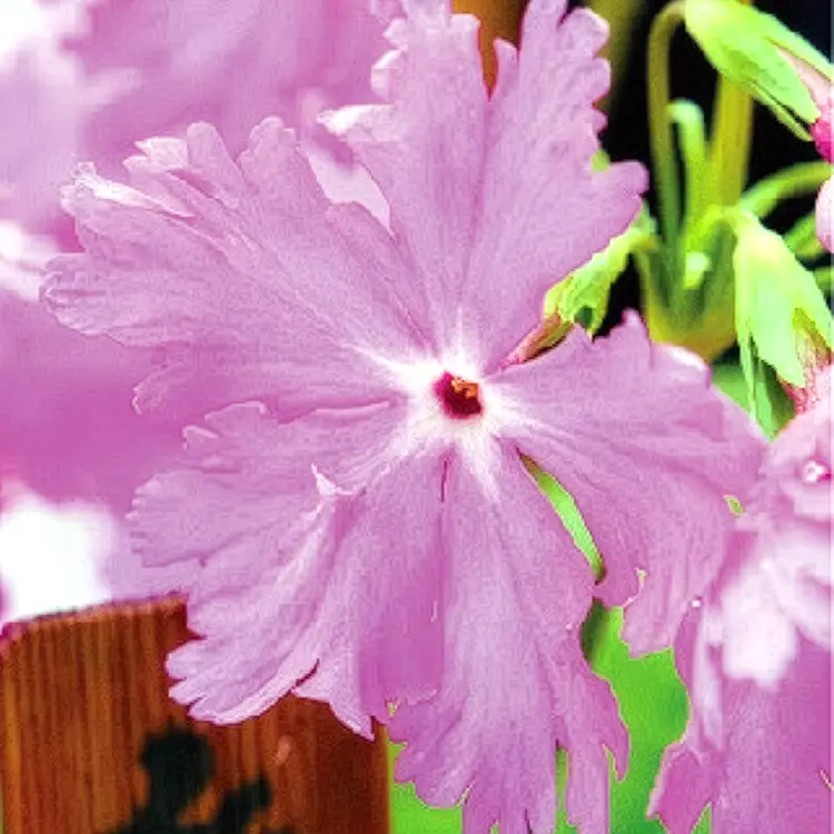 糸桜