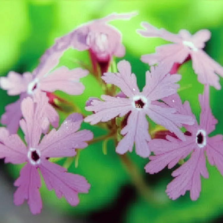 赤蜻蛉