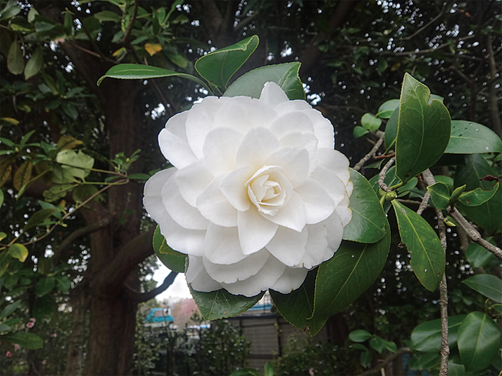 白菊