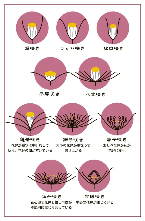 主な花型