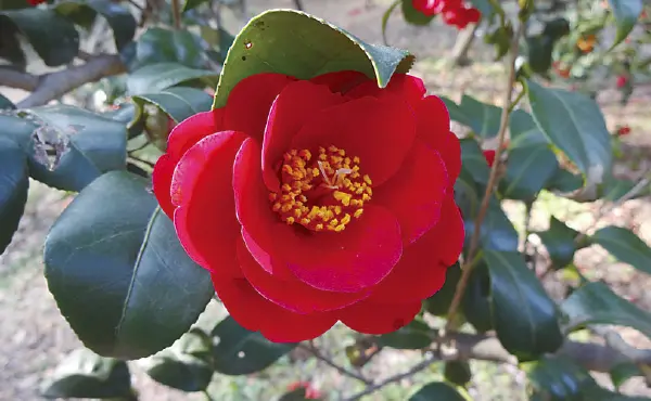 椿