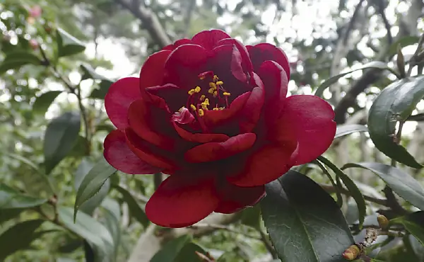 椿