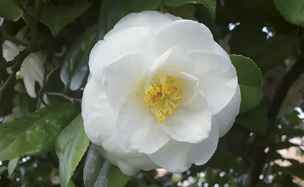 椿