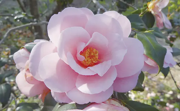 椿