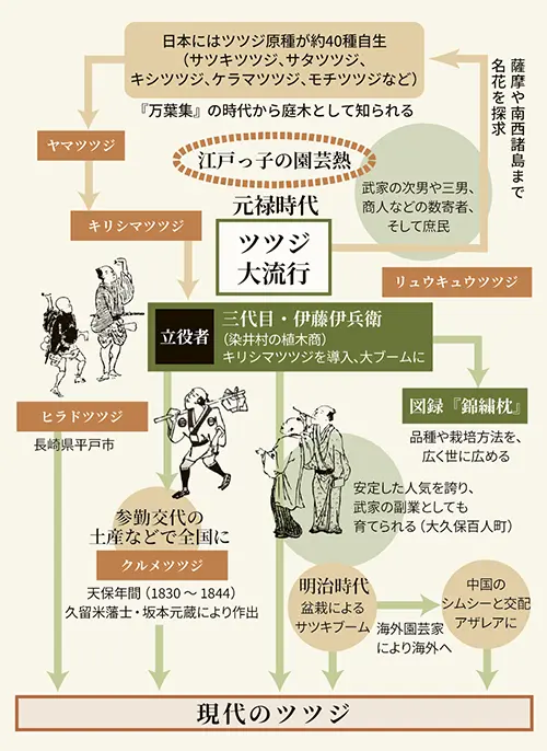 ツツジ