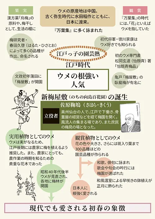 ウメ
