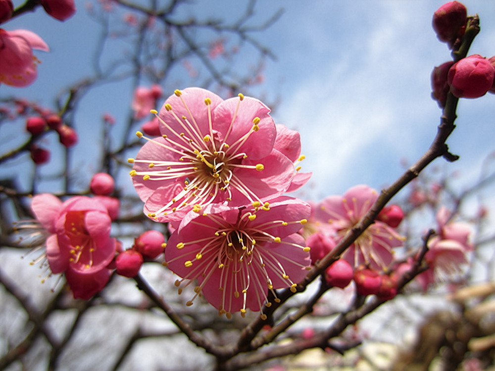 花香実