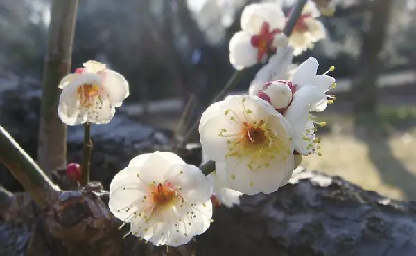 椿