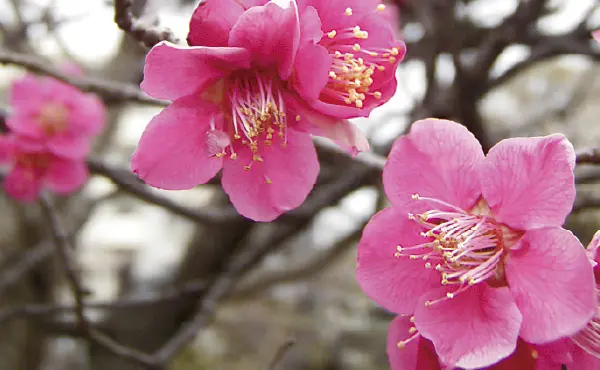 椿