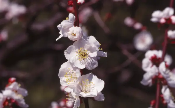 椿