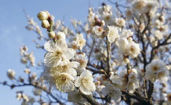 椿