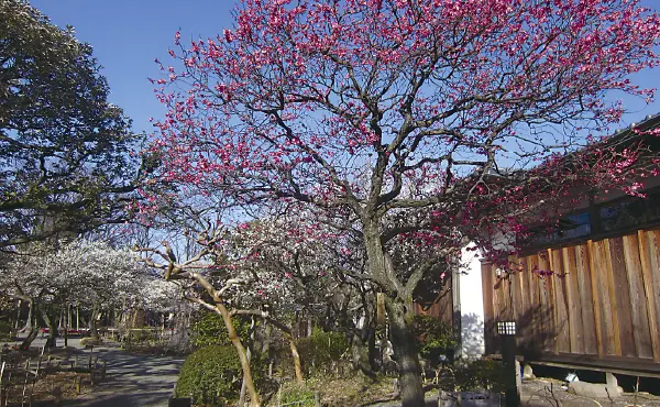 椿
