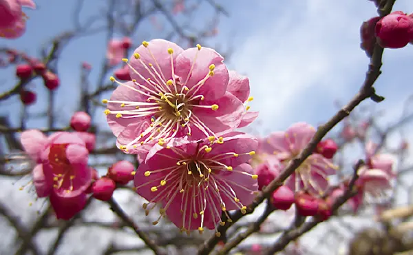 椿