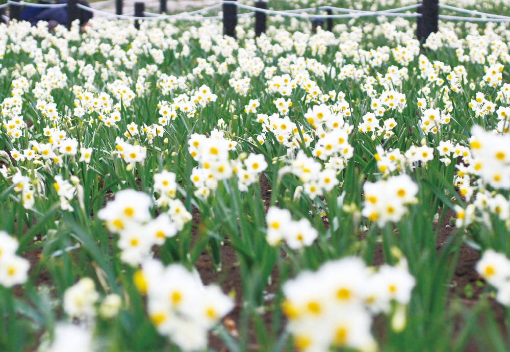 葛西臨海公園の画像4