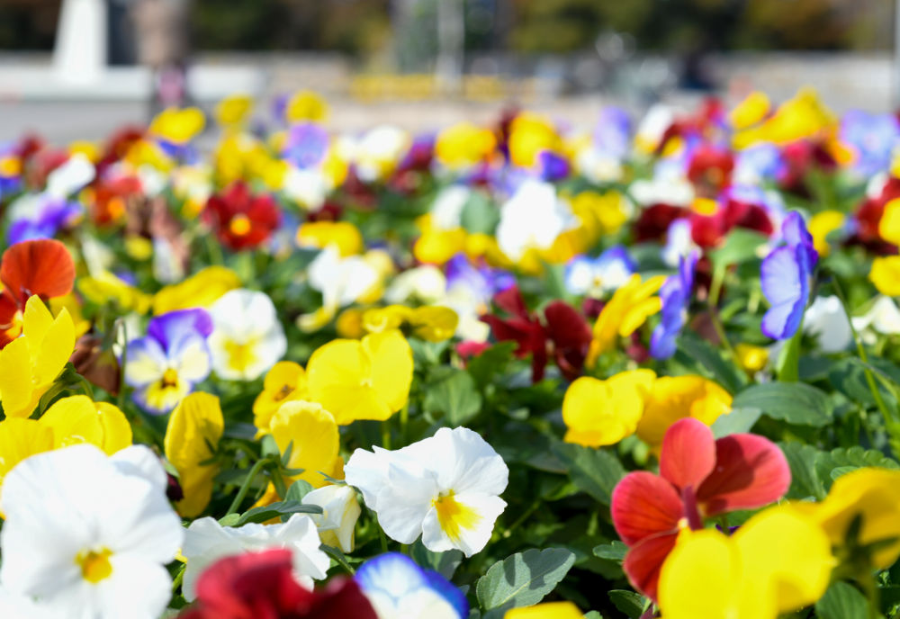 駒沢オリンピック公園の画像2