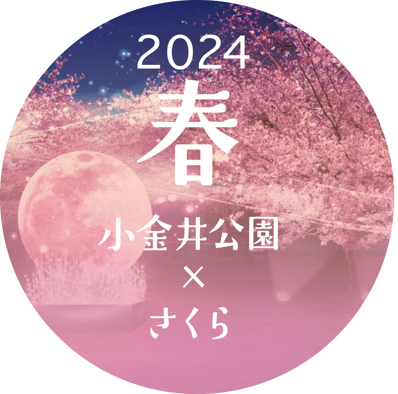 小金井公園　さくら