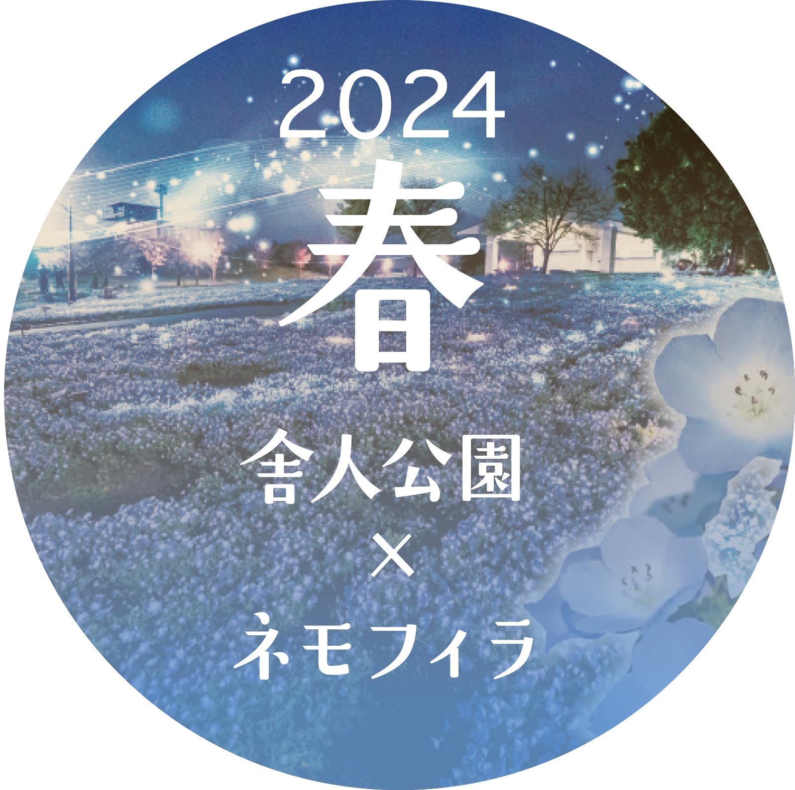 舎人公園　ネモフィラ