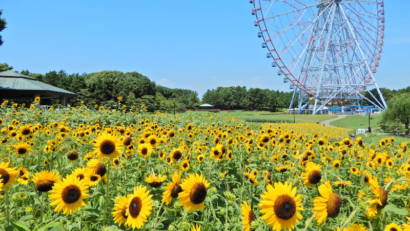 花と光のムーブメント|スライダー画像1