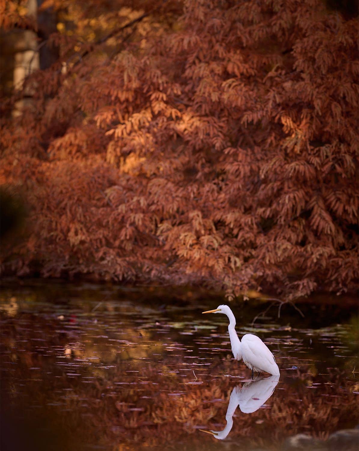 神代植物公園