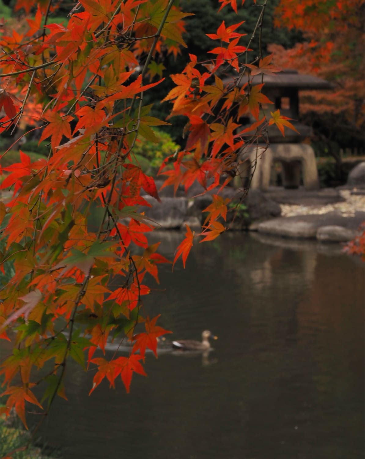 旧古河庭園