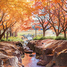 「都立公園・庭園や隅田川で撮影した秋の景色の写真」